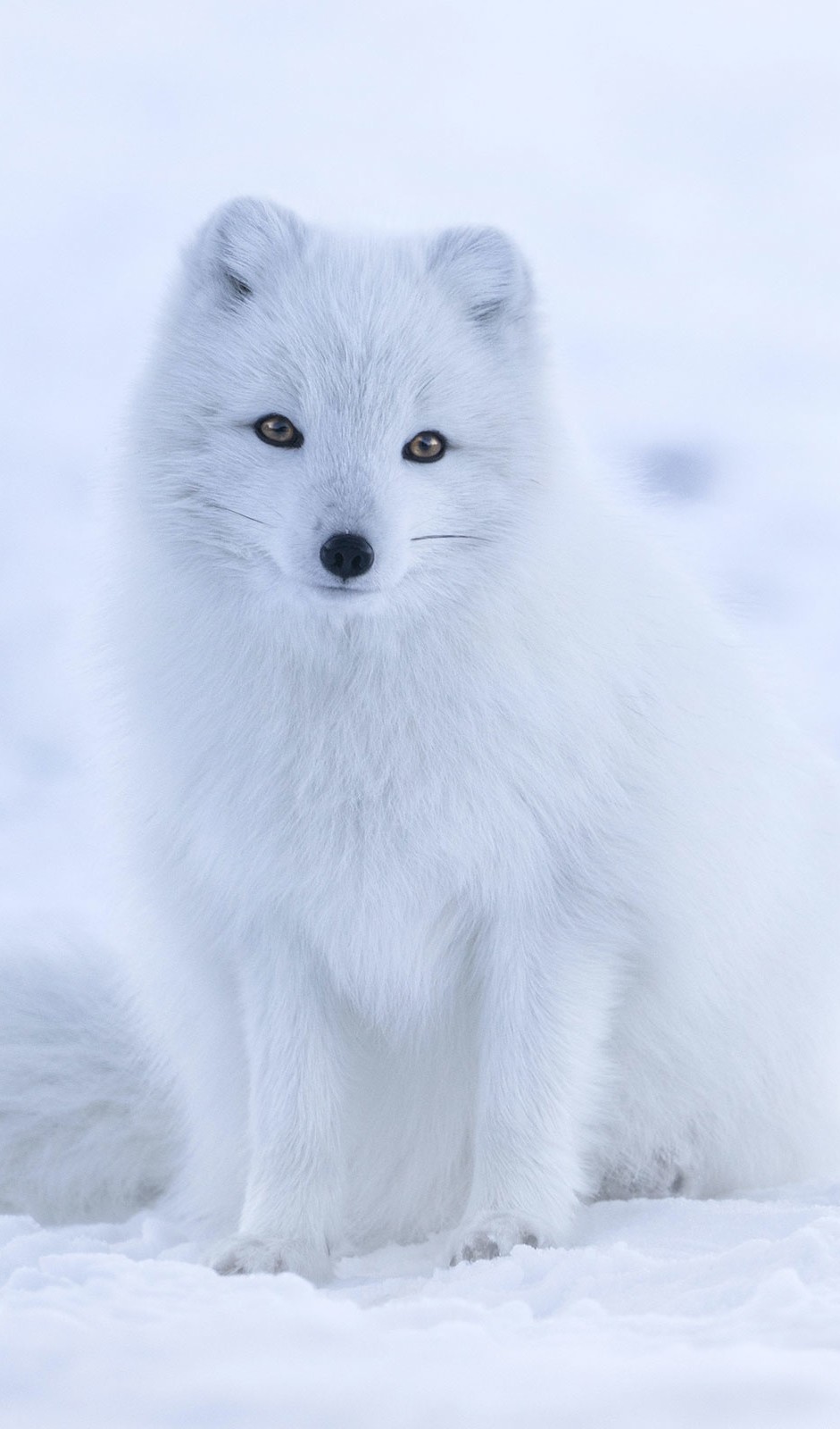 Arktinen elinympäristö -oppimateriaali alakouluille – WWF Suomi