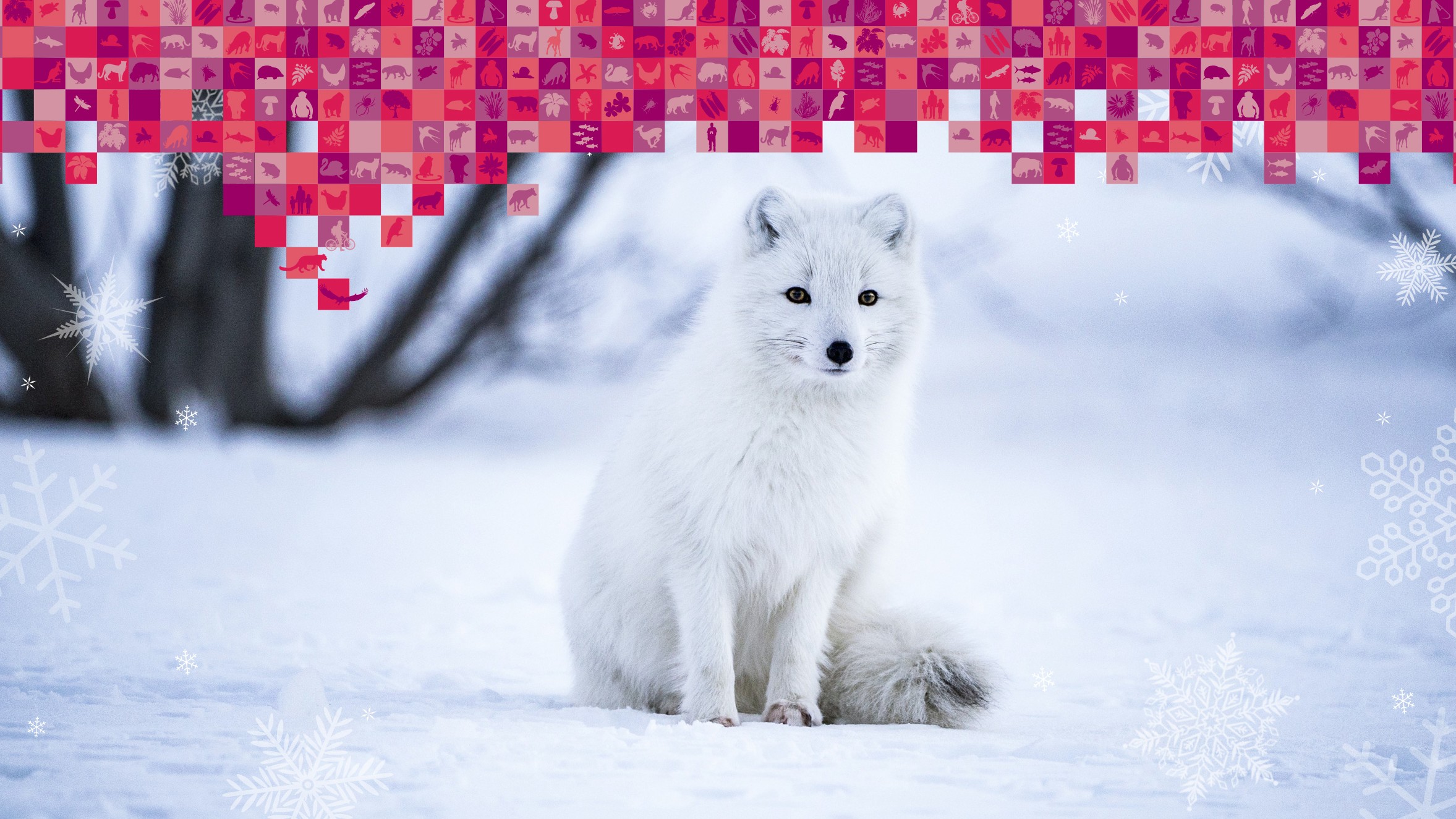 Auta luontoa joulutervehdyksellä – WWF Suomi