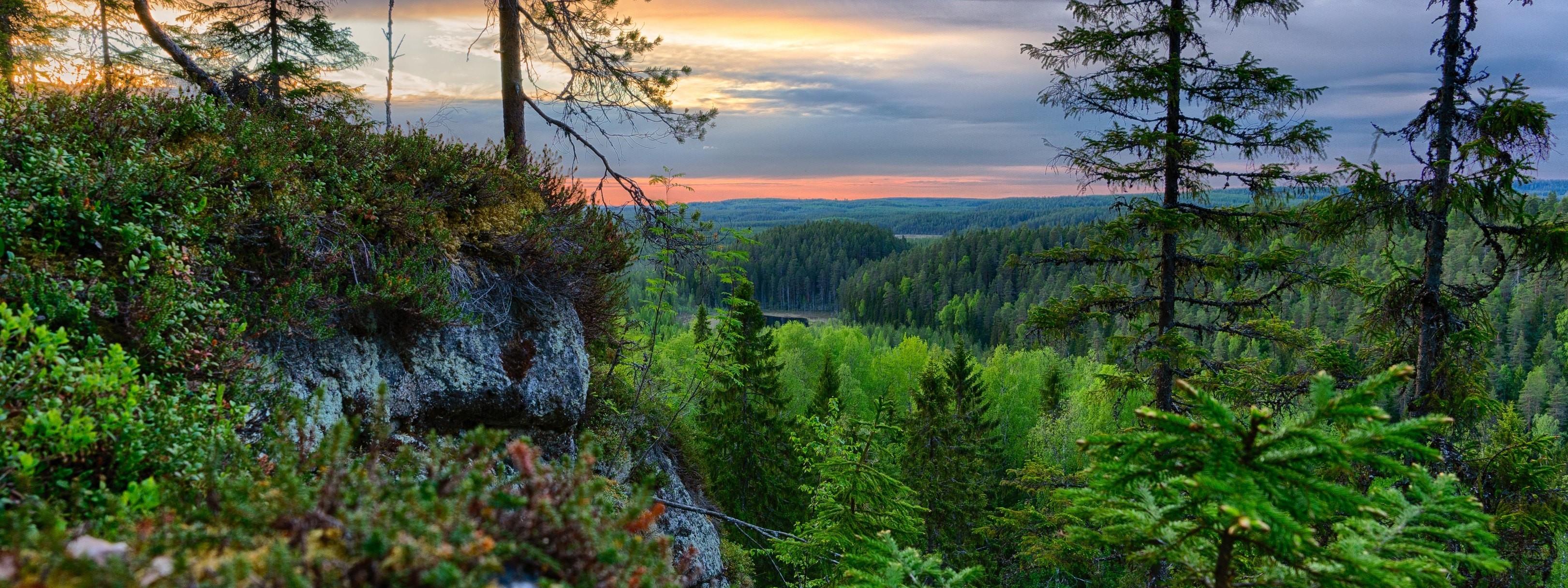 Miten menee, suomalainen metsä? – WWF Suomi
