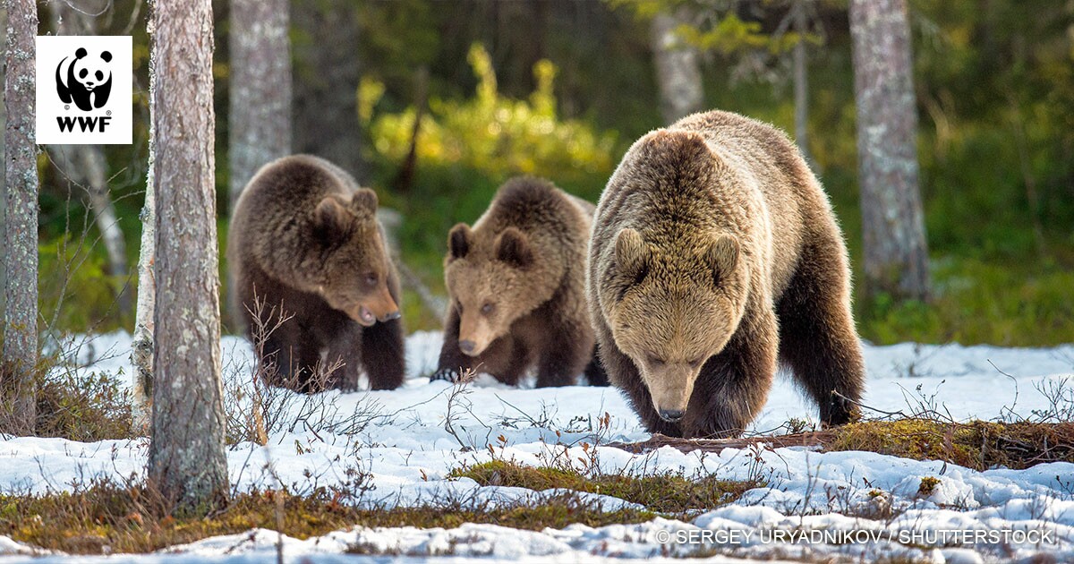wwf.fi
