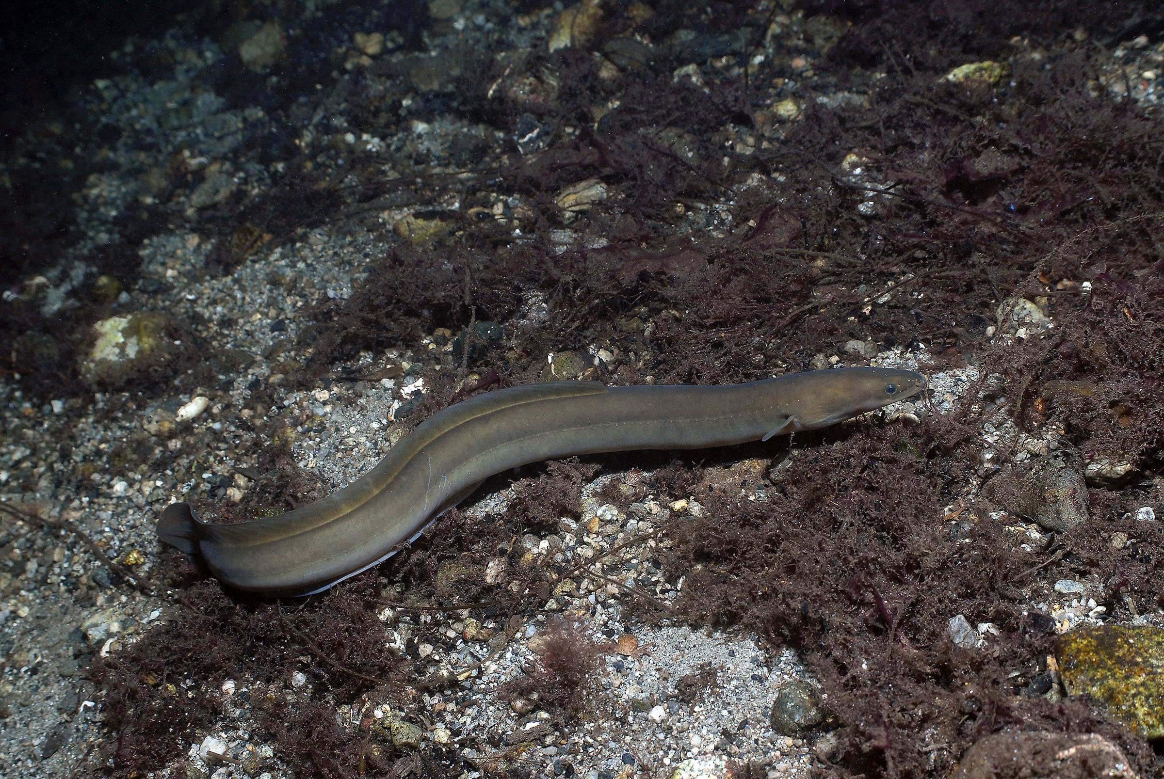 Eel. Длинноплавниковый Речной угорь. Новозеландский длинноплавниковый угорь. Угорь Anguilla SPP. Балтийский угорь.