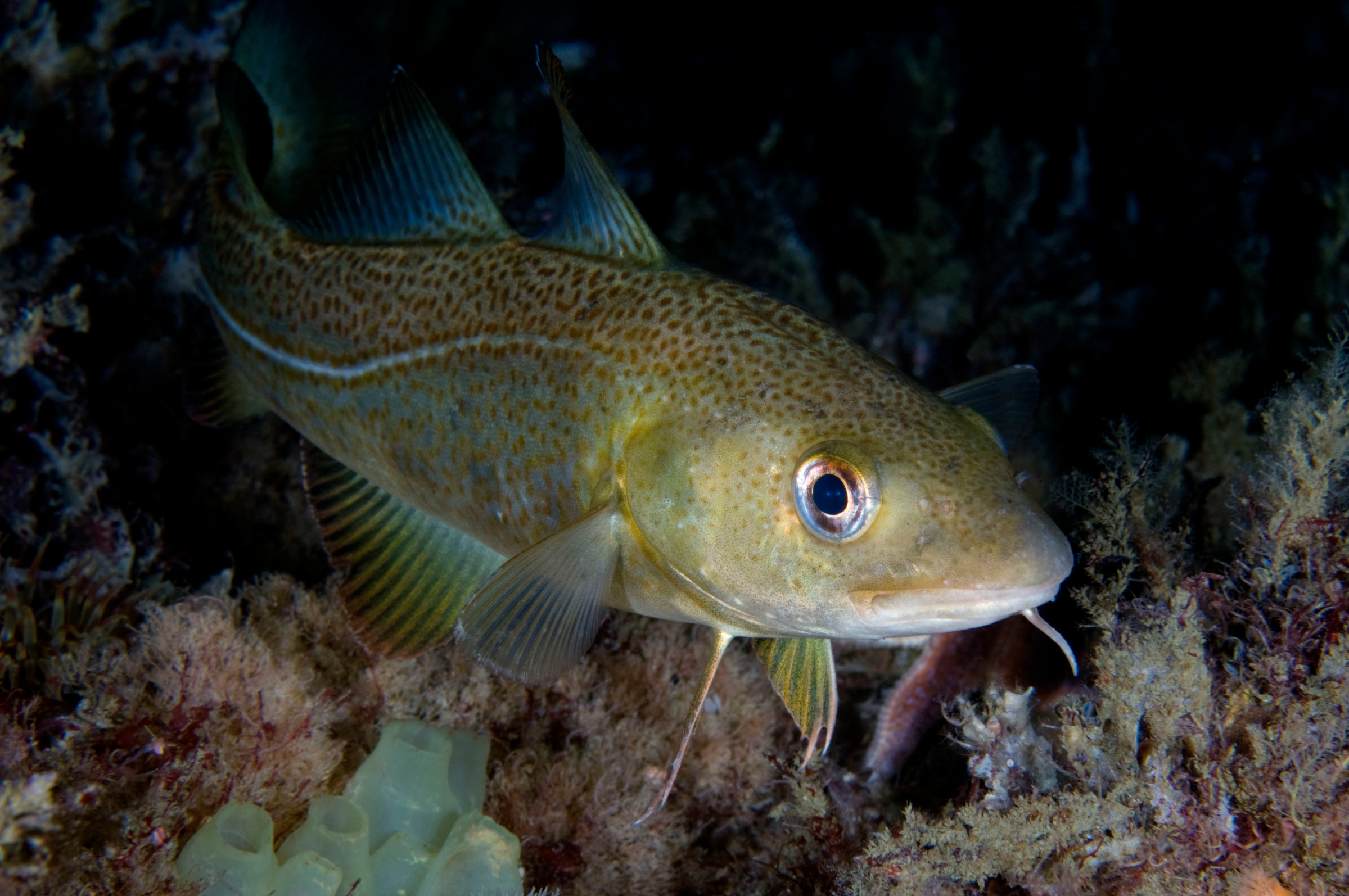 Полезная рыба фото. Атлантическая треска (gadus morhua). Треска рыба белок. Codfish. Cod animal.