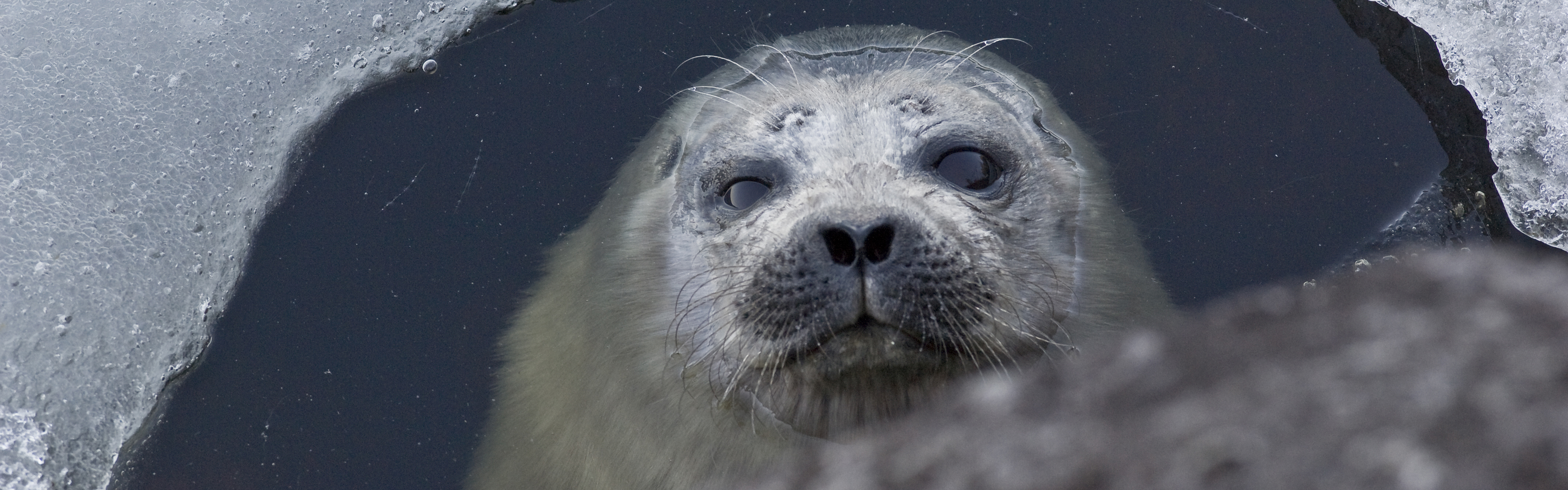 Rare Saimaa seals back on live stream, now with sound | Yle
