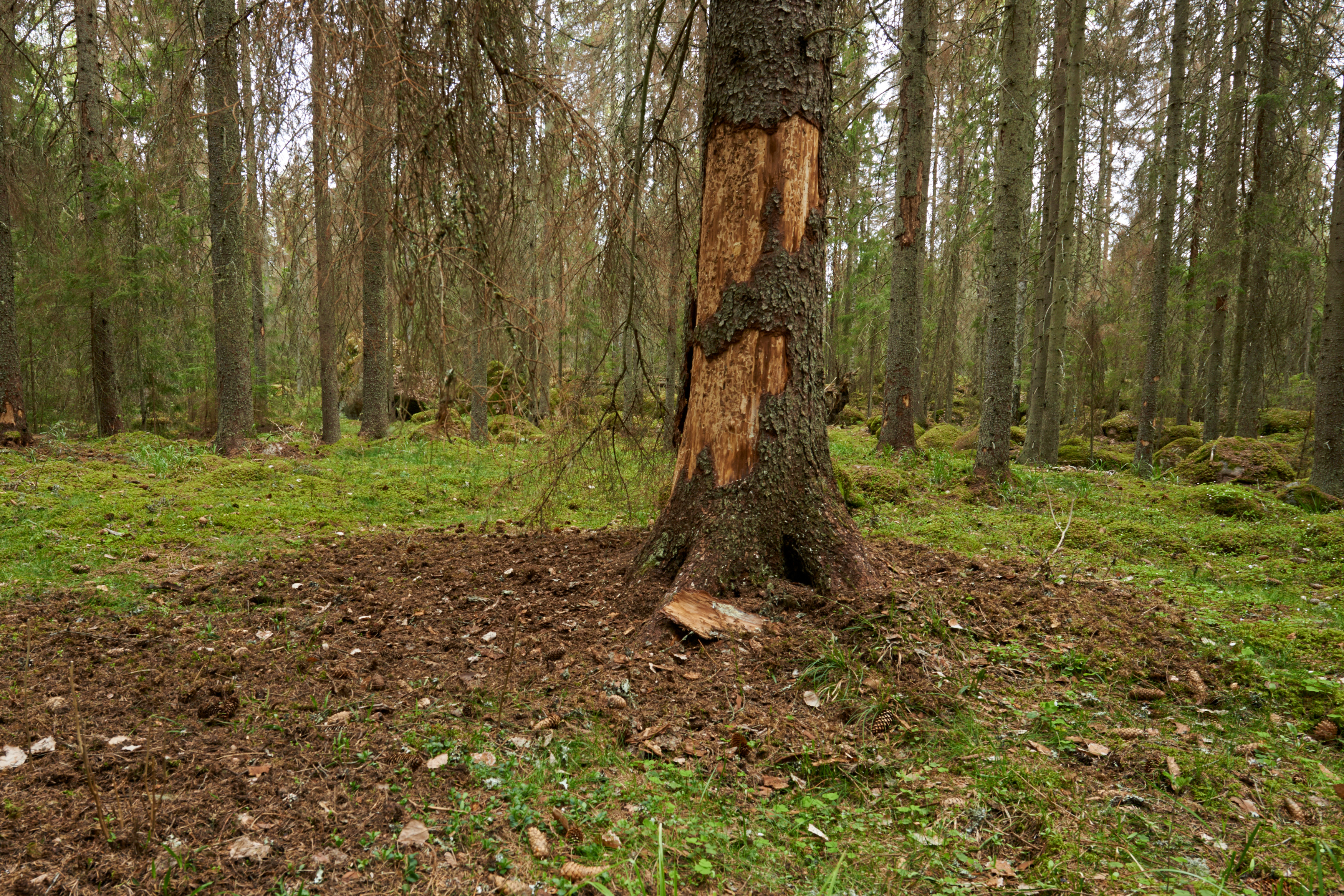 kuollut kuusen tyvi, jonka kaarna on irronnut