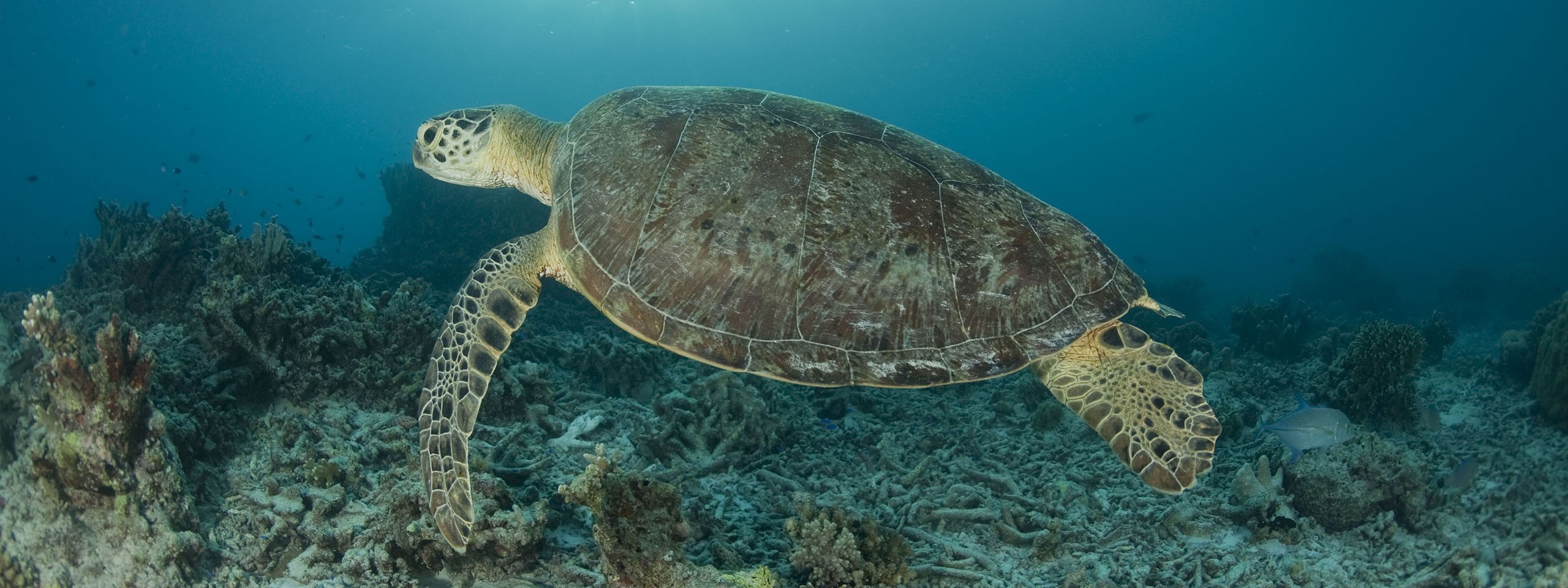 Tuhansia Merikilpikonnia Kuolee Turhaan Wwf Suomi