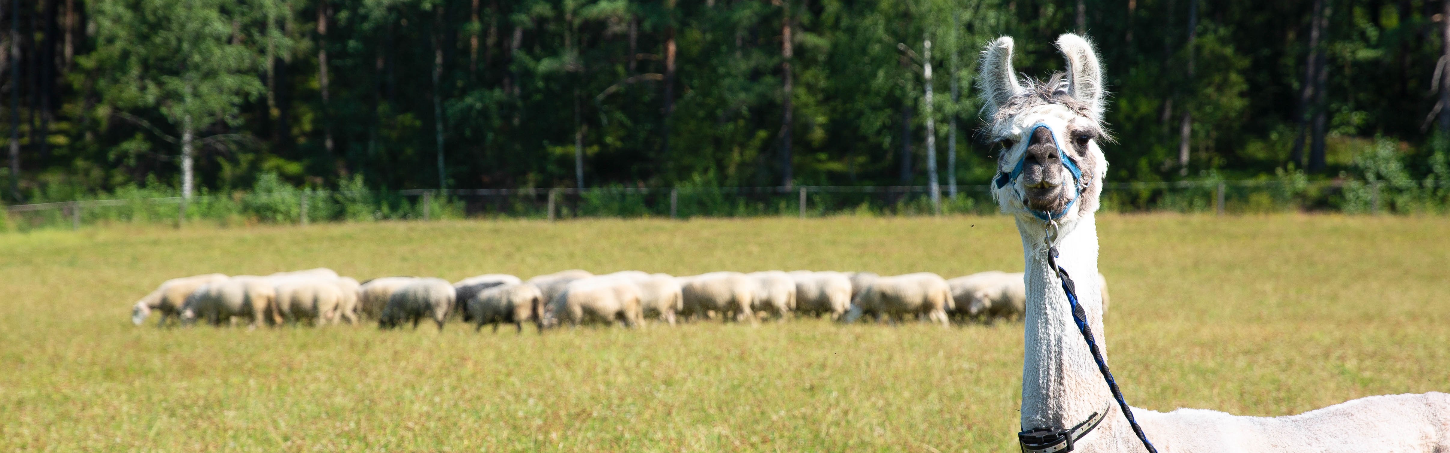 Laamat lampaiden vartijoina – laumanvartijaeläimistä apua lammastilojen  suurpetotorjuntaan – WWF Suomi