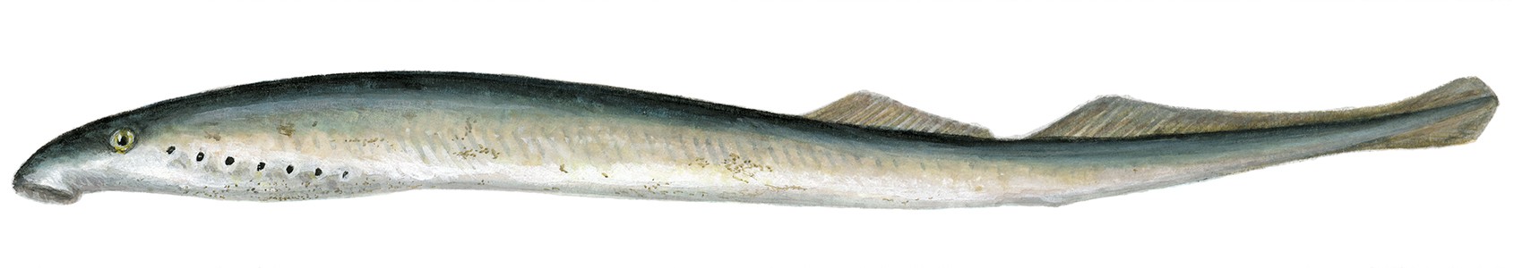 kalaopas-7544.jpg