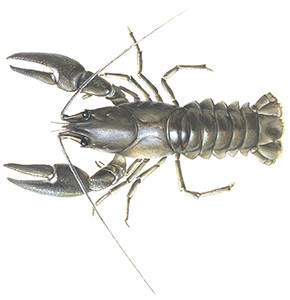 Rapu Eli Jokirapu Ja T pl rapu WWF Suomi Rapu Eli Jokirapu Ja T pl rapu WWF Suomi
