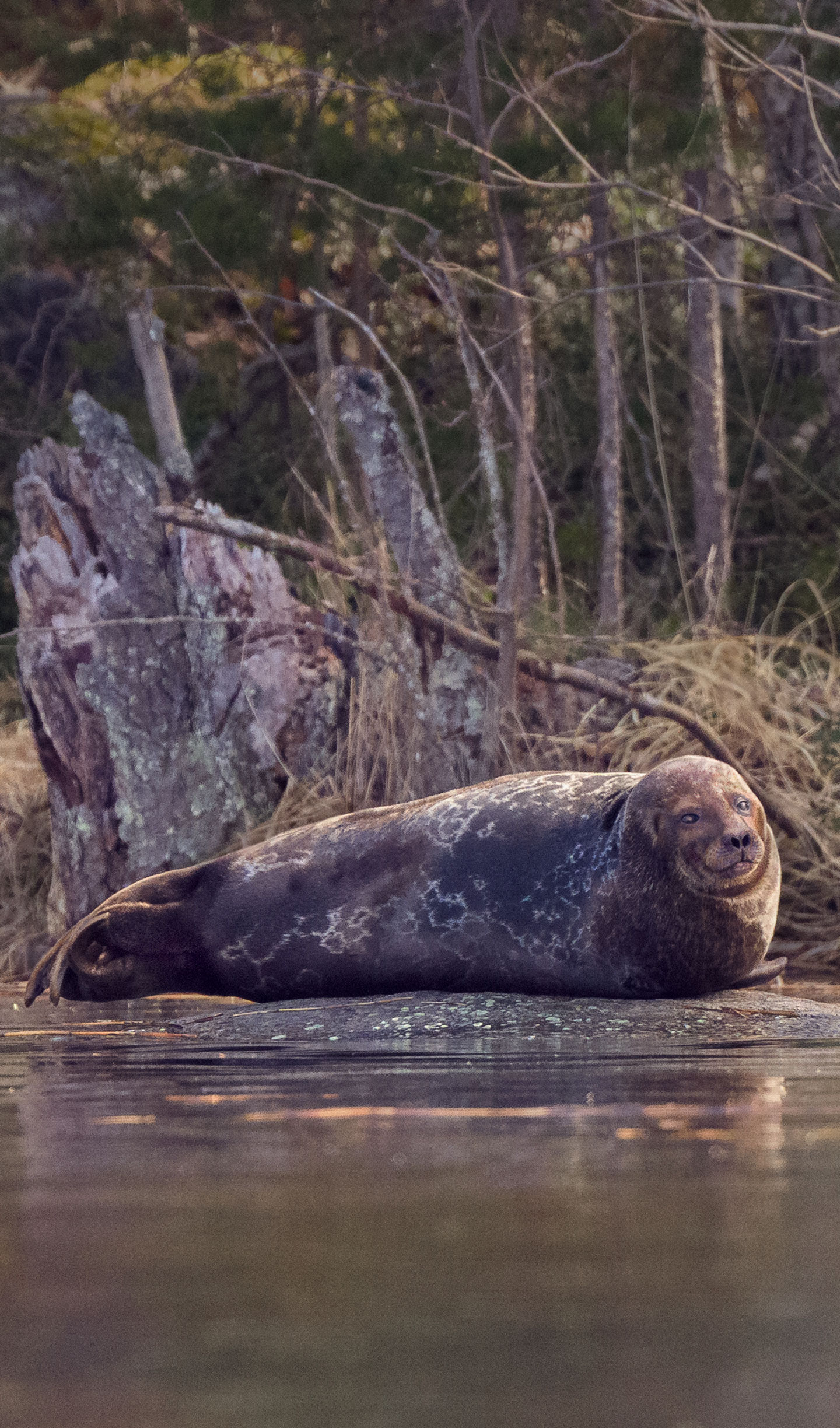 Norppa Pyyhe Vuoden 2025 Norppa-arpajaiset – WWF Suomi