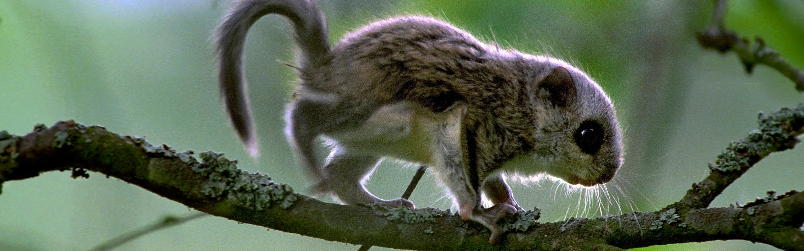 Liito oravan Poikaset Tekiv t Ensiesiintymisens WWF n Luontolivess liito-oravan-poikaset-tekiv-t-ensiesiintymisens-wwf-n-luontolivess