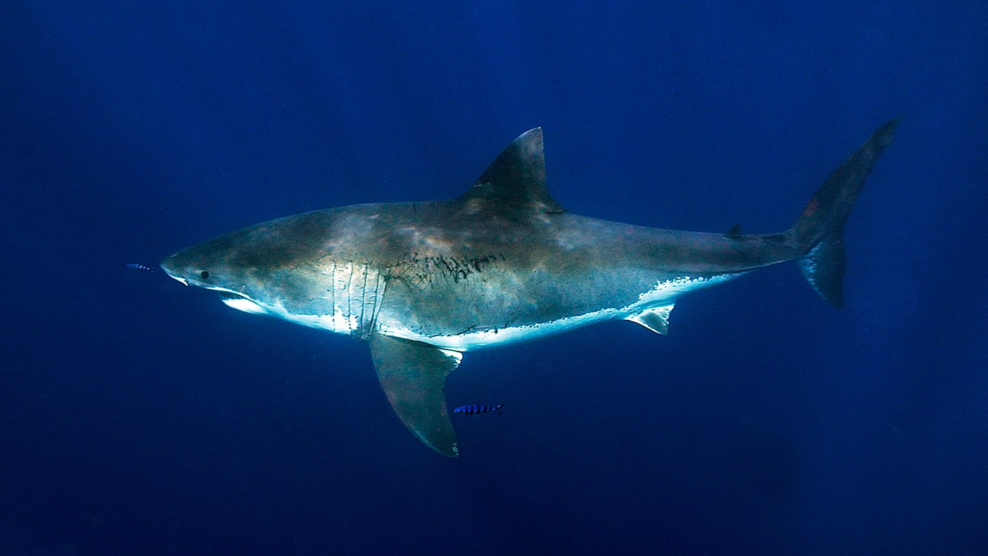 Välimeren hait ovat maailman hailajeista eniten vaarassa – WWF Suomi