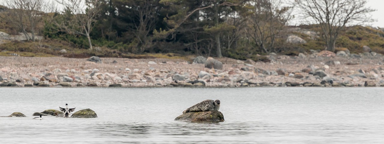 Itämerennorppa kuivattamassa karvaa Saaristomerellä.