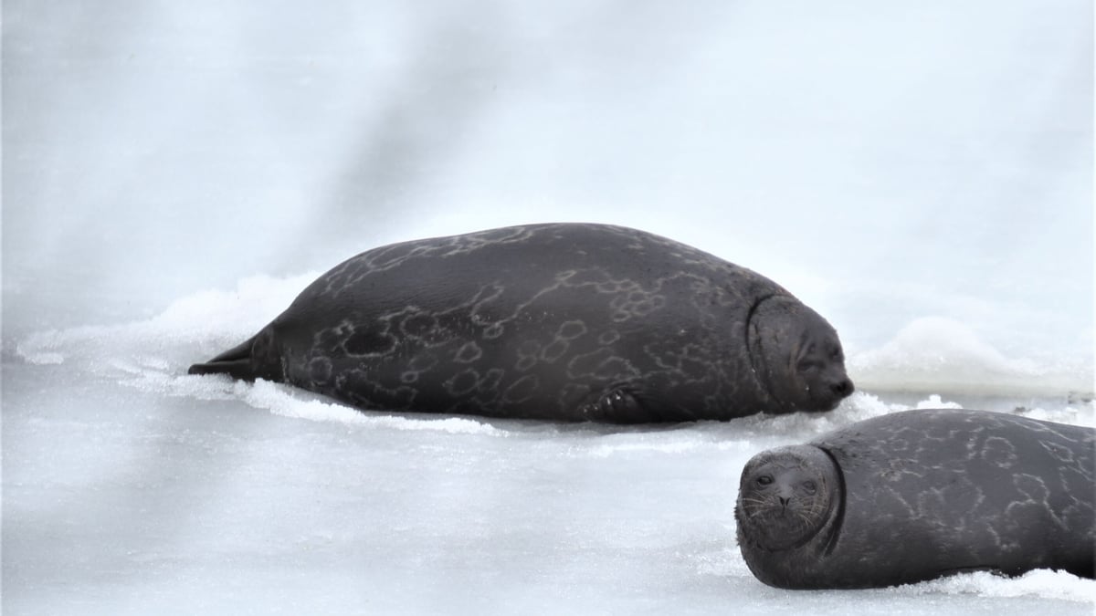 Norppa Pyyhe Tutustu norppaan Phs383 – WWF Suomi
