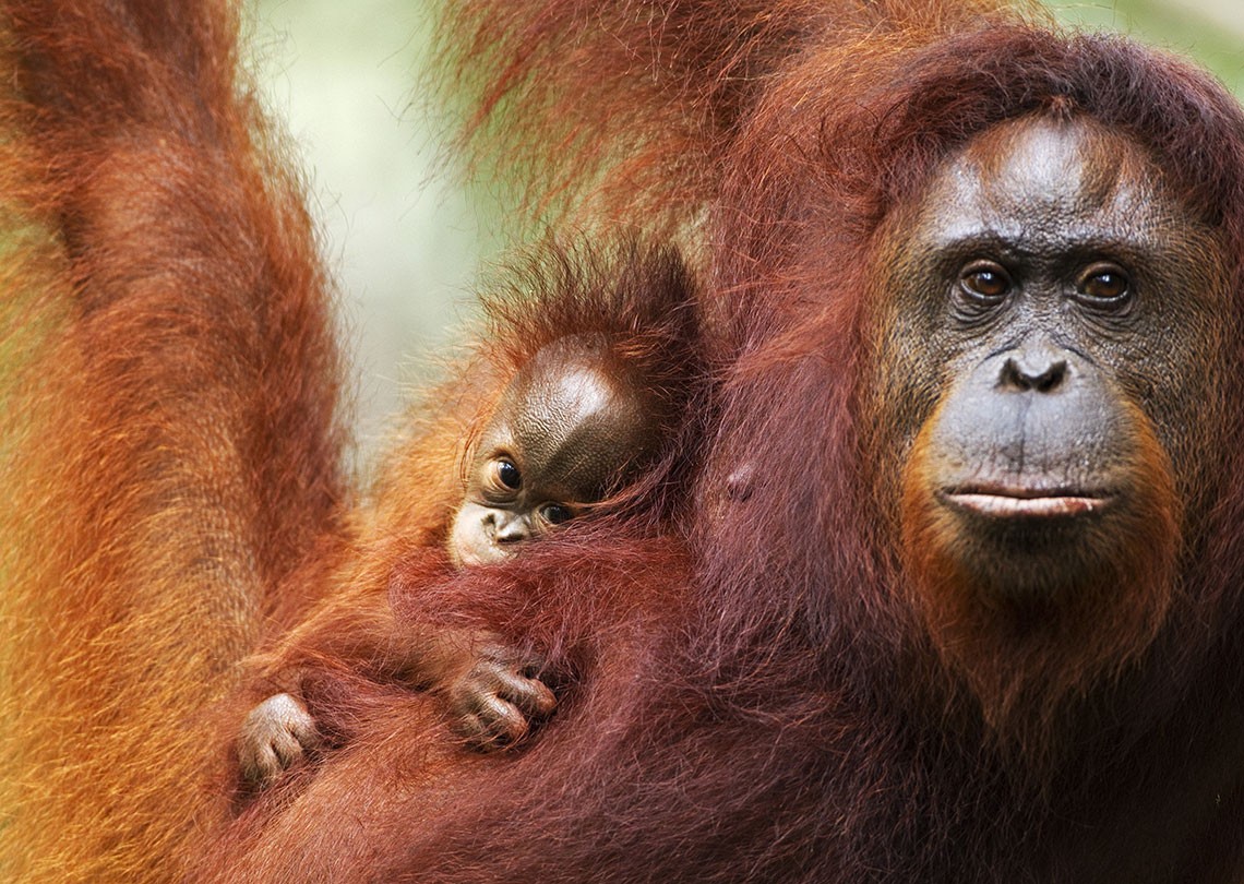 Borneo naturepl.com / Fiona Rogers / WWF-Canon