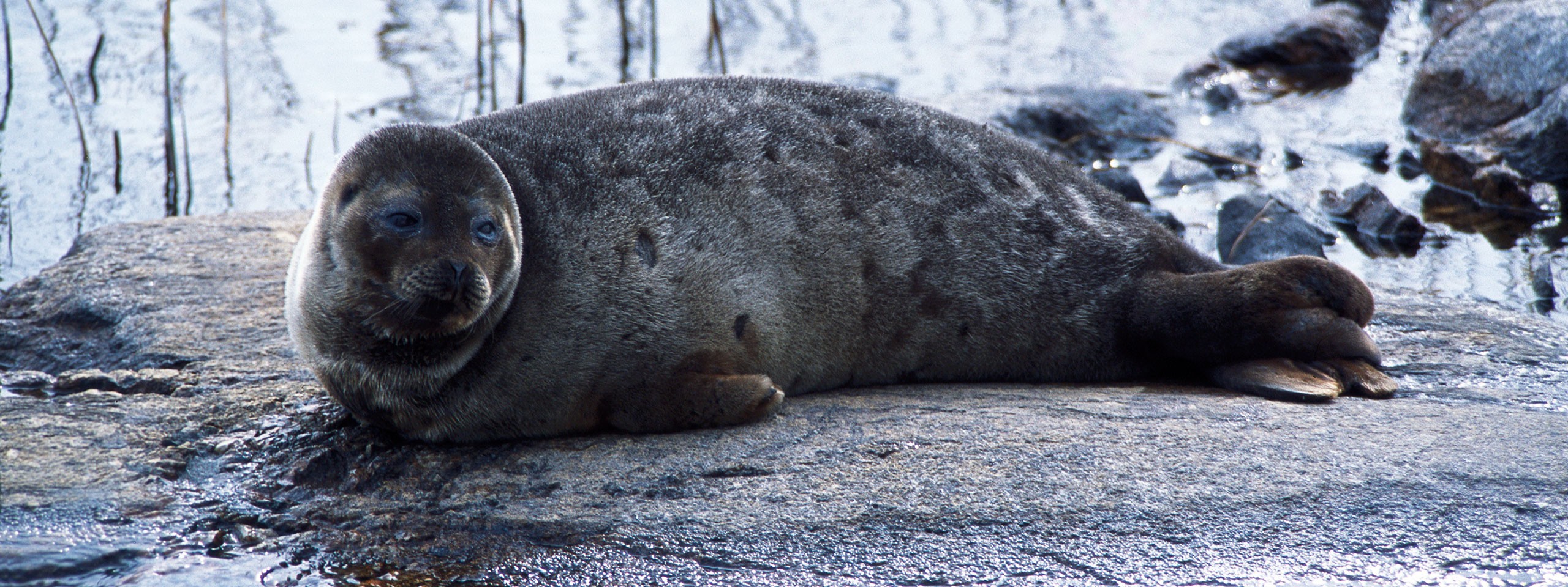 Saimaannorppa Ei Ole Yksin - WWF