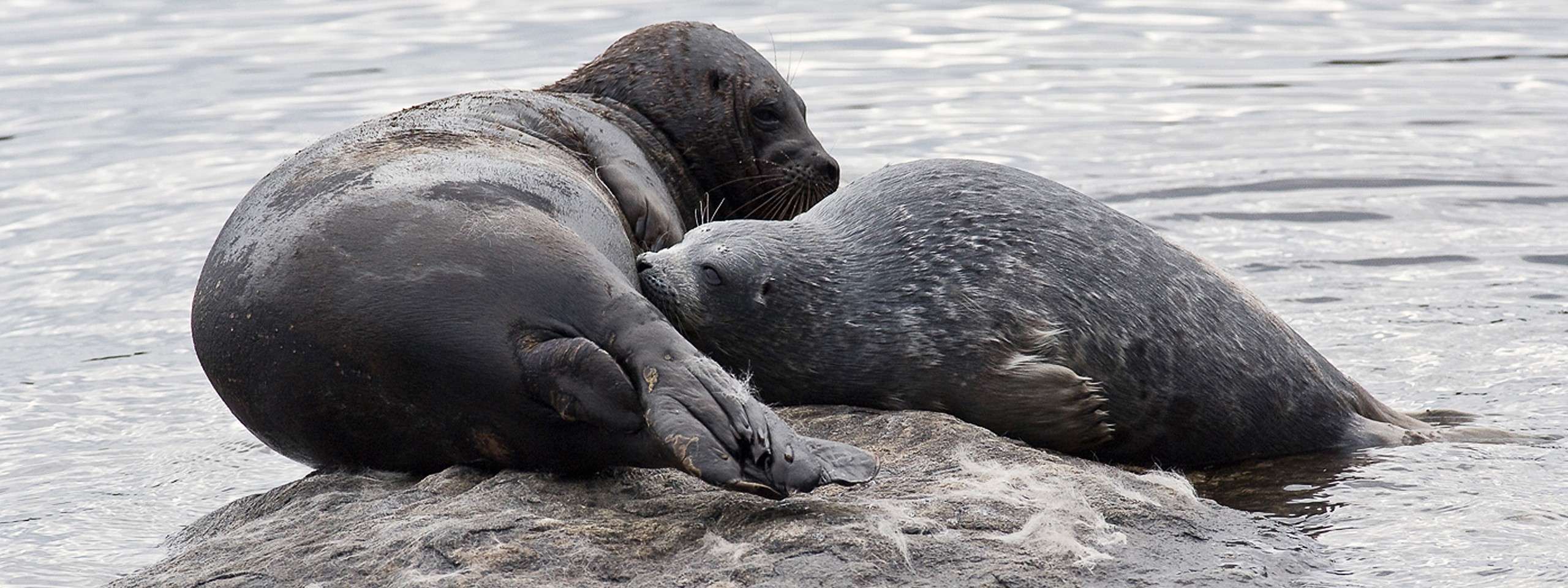 Nesting of the extremely endangered Saimaa ringed seal was saved with